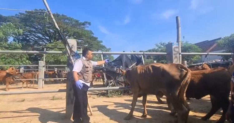 Sidak Pasar Dimoro Jelang Idul Adha, DKPP Kota Blitar Temukan 16 Sapi Berpenyakit