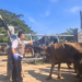 Sidak Pasar Dimoro Jelang Idul Adha, DKPP Kota Blitar Temukan 16 Sapi Berpenyakit
