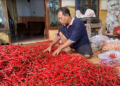 Harga Cabai Bertahan Tinggi, Petani di Kediri Sumringah Kantongi Untung Panen