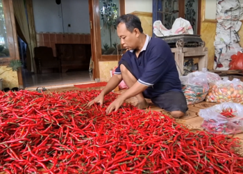 Harga Cabai Bertahan Tinggi, Petani di Kediri Sumringah Kantongi Untung Panen