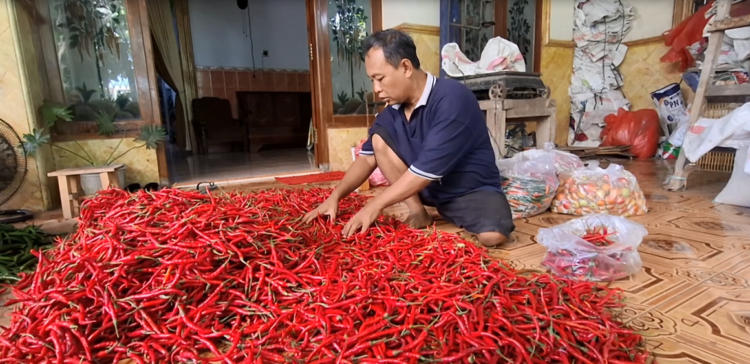 Harga Cabai Bertahan Tinggi, Petani di Kediri Sumringah Kantongi Untung Panen