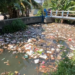 Bau Menyengat dan Air Mengeruh, Warga Kademangan Keluhkan Tumpukan Sampah di Sungai Plosoarang Blitar