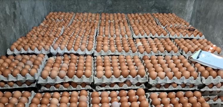 Harga Telur Tetap Anjlok Usai Aksi Damai, Peternak Blitar Tolak Keras Wacana Investor Asing