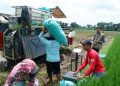 Lebih Cepat dari Target, Bulog Kediri Sukses Serap 73 Ribu Ton Beras Petani