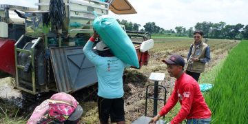 Lebih Cepat dari Target, Bulog Kediri Sukses Serap 73 Ribu Ton Beras Petani