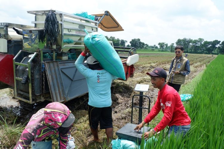 Lebih Cepat dari Target, Bulog Kediri Sukses Serap 73 Ribu Ton Beras Petani
