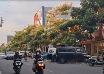 Bunga Tabebuya Bermekaran, Jalanan Kota Kediri Kini Serasa di Jepang