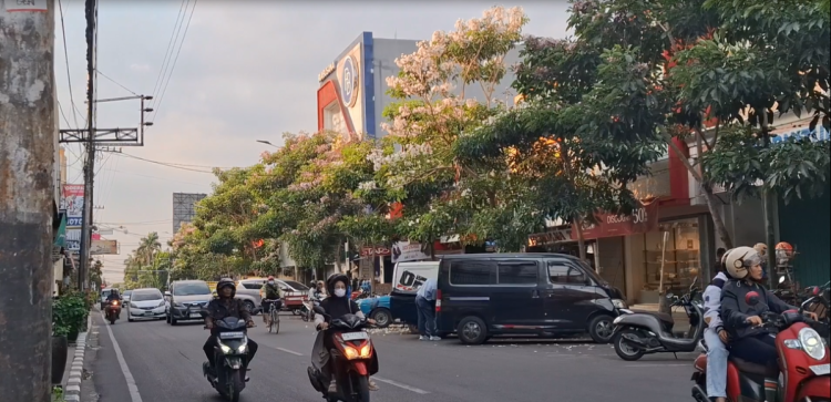 Bunga Tabebuya Bermekaran, Jalanan Kota Kediri Kini Serasa di Jepang