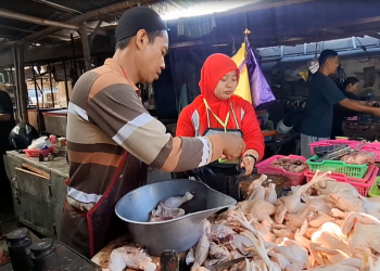 Imbas Program MBG Libur, Harga Daging Ayam di Kediri Anjlok Rp 5 Ribu
