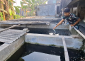 Fenomena Bediding di Kediri, Petani Ikan Cupang Ketami Telan Kerugian hingga Rp 50 Juta