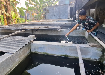 Fenomena Bediding di Kediri, Petani Ikan Cupang Ketami Telan Kerugian hingga Rp 50 Juta