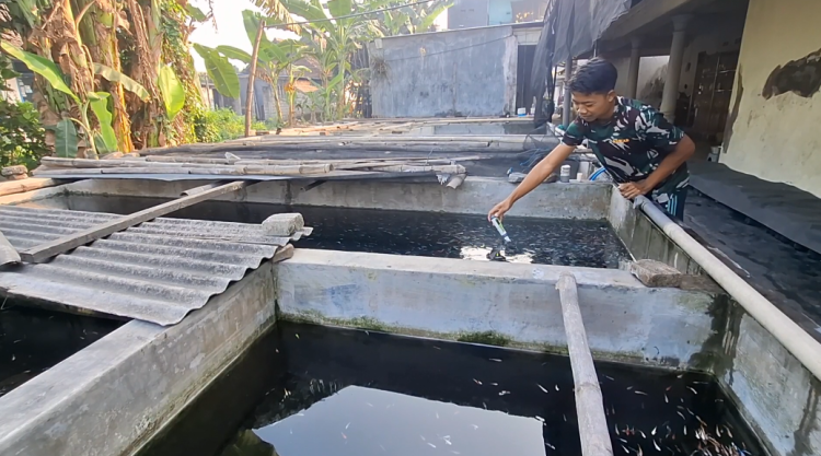 Fenomena Bediding di Kediri, Petani Ikan Cupang Ketami Telan Kerugian hingga Rp 50 Juta