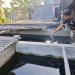 Fenomena Bediding di Kediri, Petani Ikan Cupang Ketami Telan Kerugian hingga Rp 50 Juta