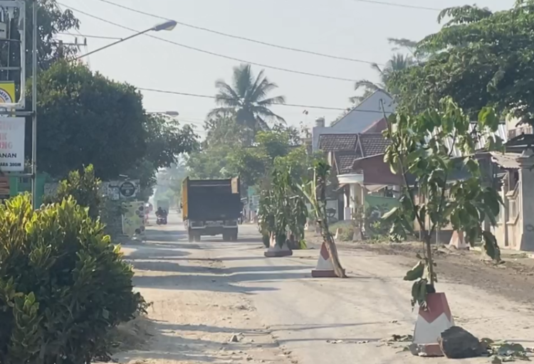 Kesal Janji Perbaikan Meleset, Warga Karangrejo Blitar Tanam Pohon Pisang di Tengah Jalan Rusak