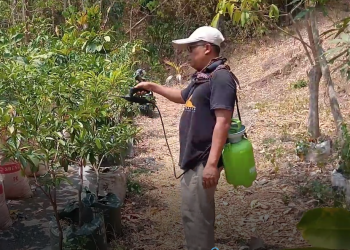 Enggan Ketergantungan Pupuk Kimia Pabrikan, Warga Tulungagung Racik Limbah Dapur Jadi Nutrisi Tanaman