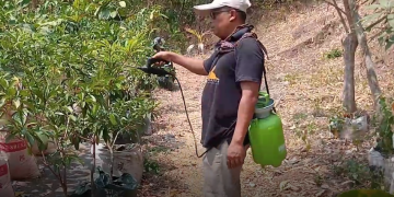 Enggan Ketergantungan Pupuk Kimia Pabrikan, Warga Tulungagung Racik Limbah Dapur Jadi Nutrisi Tanaman
