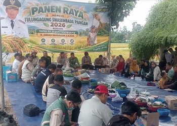 Panen Raya di Tengah Kemarau, Tulungagung Catat Surplus Beras 72.683 Ton