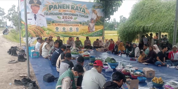 Panen Raya di Tengah Kemarau, Tulungagung Catat Surplus Beras 72.683 Ton