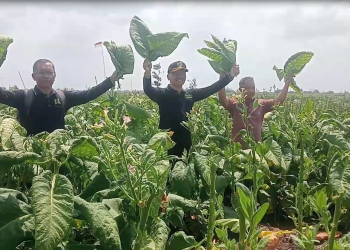 Panen Berkah Musim Kemarau, Harga Tembakau Rajangan Kering di Tulungagung Tembus Rp 130 Ribu per Kilogram