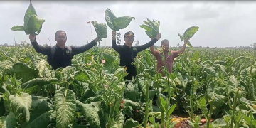Panen Berkah Musim Kemarau, Harga Tembakau Rajangan Kering di Tulungagung Tembus Rp 130 Ribu per Kilogram