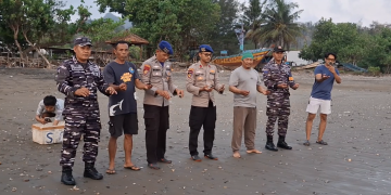 Nyasar ke Permukiman, Puluhan Tukik Penyu Belimbing di Pantai Sidem Tulungagung Diselamatkan Warga