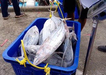 Beda Kelas Penerimaan Negara, Target PNBP PPN Prigi Tertinggal Far dari Pelabuhan Popoh