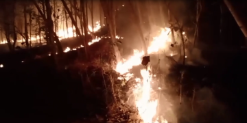 Amukan Si Jago Merah Nyaris Lahap Permukiman di Tulungagung, 10 Hektar Hutan Jati Hangus