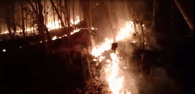 Amukan Si Jago Merah Nyaris Lahap Permukiman di Tulungagung, 10 Hektar Hutan Jati Hangus