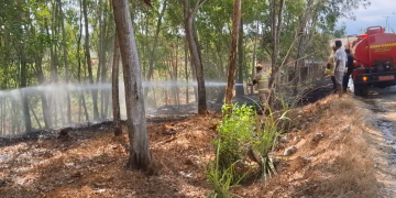 Lahan Akasia Dua Hektar di Tulungagung Terbakar, Api Nyaris Jilat Permukiman Warga