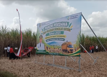 Bongkar Ratoon Produksi Tebu di Tulungagung Digenjot Hingga 120 Ton per Hektare