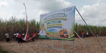 Bongkar Ratoon Produksi Tebu di Tulungagung Digenjot Hingga 120 Ton per Hektare