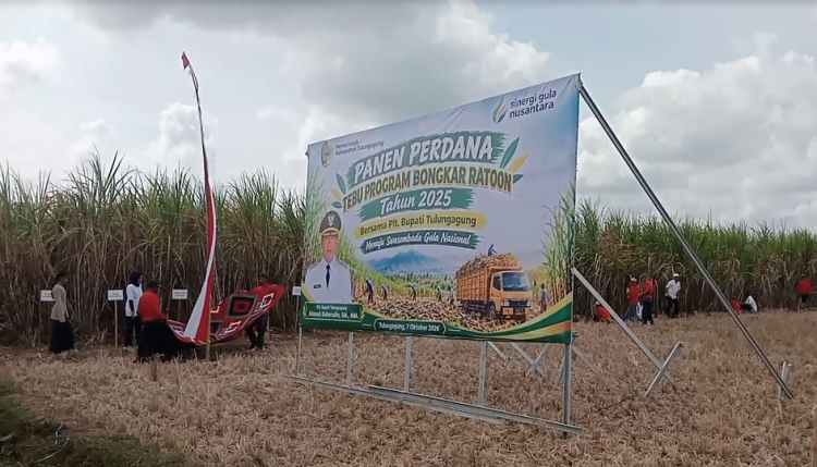 Bongkar Ratoon Produksi Tebu di Tulungagung Digenjot Hingga 120 Ton per Hektare